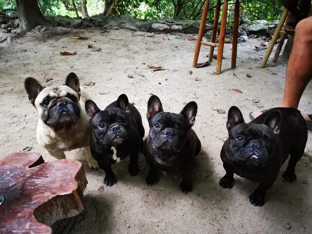 Casa Rural Aroma De Campo Curubande エクステリア 写真