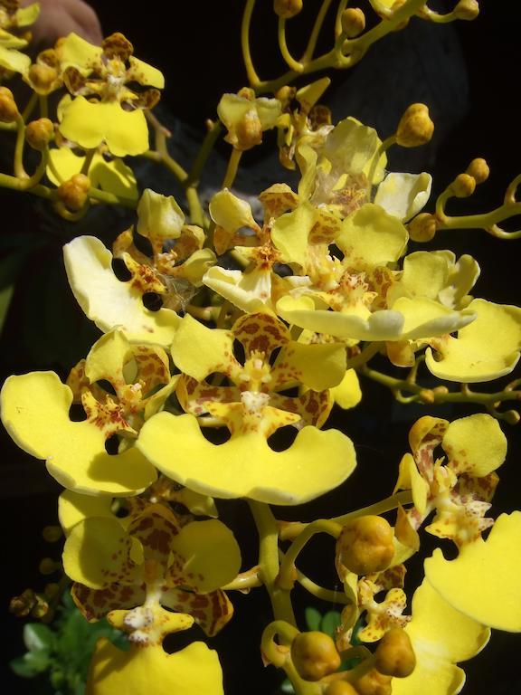 Casa Rural Aroma De Campo Curubande エクステリア 写真